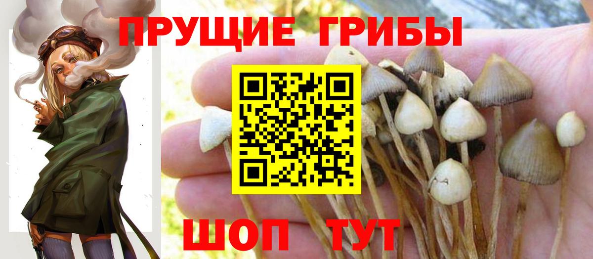 Псилоцибиновые грибы прущие грибы Артёмовский
